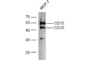 MCF-7 probed with Rabbit Anti-CD15/Fut4/SSEA-1 Polyclonal Antibody  at 1:5000 for 90 min at 37˚C.