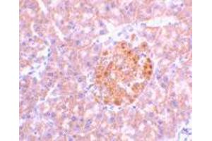 Immunohistochemistry of IL23A in mouse pancreas tissue with IL23A polyclonal antibody  at 2 ug/mL . (IL23A Antikörper  (N-Term))