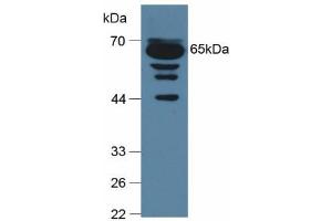 Western blot analysis of Mouse Serum. (C9 Antikörper  (AA 136-512))