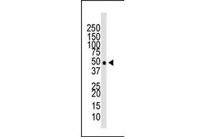 Western blot analysis of anti-HDAC11 Pab (ABIN387964 and ABIN2844702) in mouse brain tissue lysate. (HDAC11 Antikörper  (N-Term))