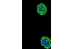 Confocal immunofluorescent analysis of ETS1 Antibody (N-term) Cat. (ETS1 Antikörper  (N-Term))