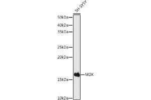 Western blot analysis of extracts of SH-SY5Y cells, using MDK antibody (ABIN3020790, ABIN3020791, ABIN3020792 and ABIN6213725) at 1:500 dilution. (Midkine Antikörper  (AA 21-143))