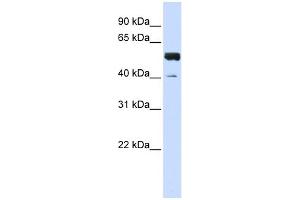WB Suggested Anti-ZNF703 Antibody Titration:  0. (ZNF703 Antikörper  (C-Term))