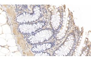 Detection of IL10 in Porcine Colon Tissue using Monoclonal Antibody to Interleukin 10 (IL10) (IL-10 Antikörper  (AA 19-175))