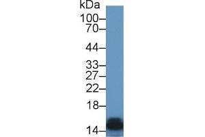 Western Blot; Sample: Rat Kidney lysate; Primary Ab: 1µg/ml Rabbit Anti-Rat FABP3 Antibody Second Ab: 0. (FABP3 Antikörper  (AA 1-133))