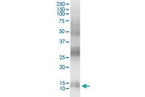 Immunoprecipitation of CALML3 transfected lysate using rabbit polyclonal anti-CALML3 and Protein A Magnetic Bead ( U0007 ), and immunoblotted with mouse purified polyclonal anti-CALML3. (CALML3 (Human) IP-WB Antibody Pair)