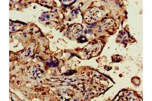 Immunohistochemistry of paraffin-embedded human placenta tissue using ABIN7162119 at dilution of 1:100 (Obscurin-Like 1 (OBSL1) (AA 1-61) Antikörper)