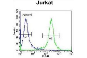 Flow cytometric analysis of Jurkat cells using PDE3B Antibody (Center) Cat. (PDE3B Antikörper  (Middle Region))