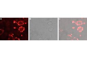 Expression of nAChRα6 in rat PC12 cellsCell surface detection of nAChRα6 in live intact rat PC12 pheochromocytoma cells.