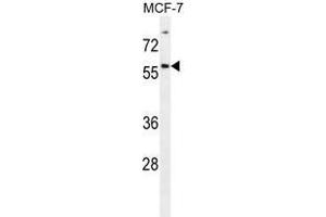 ZNF165 Antibody (Center) western blot analysis in MCF-7 cell line lysates (35 µg/lane). (ZNF165 Antikörper  (Middle Region))