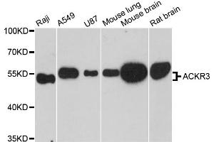 Western blot analysis of extracts of various cell lines, using ACKR3 antibody (ABIN6291935) at 1:3000 dilution.