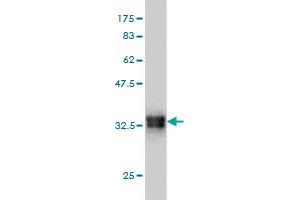 Western Blot detection against Immunogen (33. (SMOC1 Antikörper  (AA 150-221))