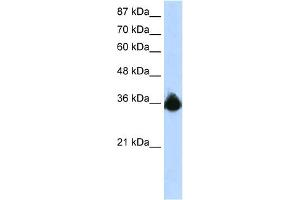 WB Suggested Anti-PTBP2 Antibody Titration:  1.