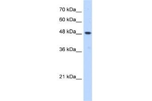 WB Suggested Anti-ERGIC3 Antibody Titration:  0.