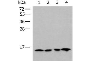 Western blot analysis of Jurkat HepG2 Hela and Raji cell lysates using MRPL42 Polyclonal Antibody at dilution of 1:800