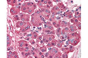 Anti-SKI antibody IHC of human pancreas. (SKI Antikörper  (N-Term))