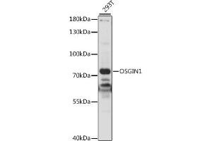 Western blot analysis of extracts of 293T cells, using OSGIN1 antibody (ABIN7269131) at 1:1000 dilution. (OSGIN1 Antikörper  (AA 1-200))
