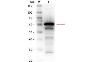Western Blot of Rabbit anti-Human Serum Albumin Antibody Biotin Conjugated. (Albumin Antikörper  (Biotin))