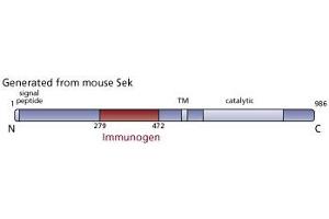 Image no. 3 for anti-EPH Receptor A4 (EPHA4) (AA 279-472) antibody (ABIN967994) (EPH Receptor A4 Antikörper  (AA 279-472))