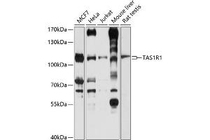 Western blot analysis of extracts of various cell lines, using TR1 antibody (ABIN6127936, ABIN6148862, ABIN6148863 and ABIN6214310) at 1:1000 dilution.