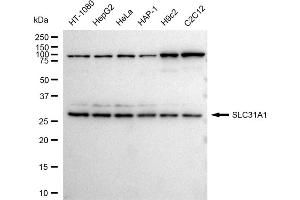 anti-Solute Carrier Family 31 (Copper Transporters), Member 1 (SLC31A1) antibody