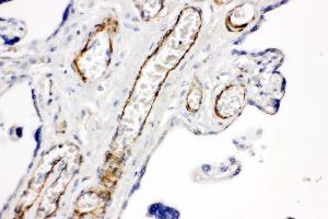 Anti-CD168 antibody, IHC(P) IHC(P): Human Placenta Tissue