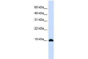 WB Suggested Anti-ID1 Antibody Titration:  0.