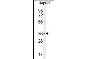 VSIG1 Antibody (C-term) (ABIN655866 and ABIN2845272) western blot analysis in HepG2 cell line lysates (35 μg/lane). (VSIG1 Antikörper  (C-Term))