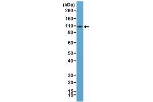 Western blot testing of mouse spleen tissue lysate using recombinant CD34 antibody at 1:100 dilution.