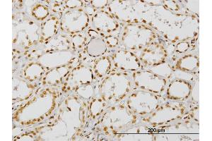 Immunoperoxidase of monoclonal antibody to NCOA4 on formalin-fixed paraffin-embedded human kidney. (NCOA4 Antikörper  (AA 505-614))