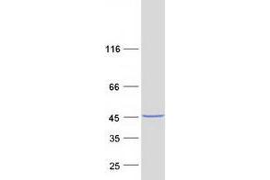 Validation with Western Blot (Cardiac Troponin T2 Protein (Transcript Variant 3) (Myc-DYKDDDDK Tag))