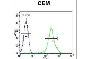 RCL Antibody (N-term) (ABIN652111 and ABIN2840553) flow cytometric analysis of CEM cells (right histogram) compared to a negative control cell (left histogram). (RCL Antikörper  (N-Term))