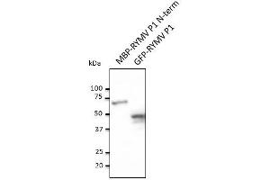 Anti-RYMV PI Ab at 1/1,000 dilution, MBP-RYMV PI N-term recombinant protein and HEK293 transfected cell lysate, rabbit polyclonal to goat lgG (HRP) at 1/10,000 dilution (RYMV P1 (N-Term) Antikörper)