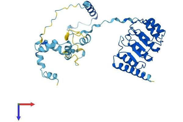Tropomodulin 4 Protein (TMOD4) (AA 1-345) (His tag)