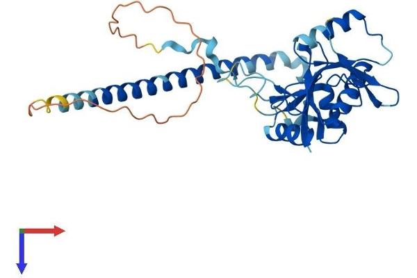 TSEN34 Protein (AA 1-316) (His tag)