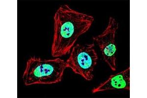Immunofluorescence (IF) image for anti-Histone Deacetylase 2 (HDAC2) (AA 410-439) antibody (ABIN3031225)