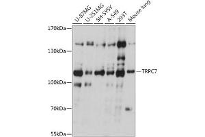 Western blot analysis of extracts of various cell lines, using TRPC7 antibody (ABIN7270919) at 1:1000 dilution. (TRPC7 Antikörper  (AA 720-780))
