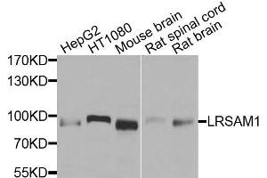 Western blot analysis of extracts of various cells, using LRSAM1 antibody. (LRSAM1 Antikörper)