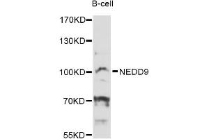 Western blot analysis of extracts of B-cell cells, using NEDD9 Antibody (ABIN6292119) at 1:3000 dilution. (NEDD9 Antikörper)