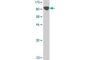 Western Blot detection against Immunogen (128. (Protocadherin gamma Subfamily C, 3 (PCDHGC3) (AA 1-934) Antikörper)