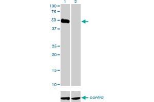 Western blot analysis of HCRTR2 over-expressed 293 cell line, cotransfected with HCRTR2 Validated Chimera RNAi (Lane 2) or non-transfected control (Lane 1). (HCRTR2 Antikörper  (AA 1-54))