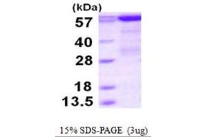 SDS-PAGE (SDS) image for phosphoenolpyruvate Carboxykinase 1 (Soluble) (PCK1) (AA 1-622) protein (His tag) (ABIN668008)
