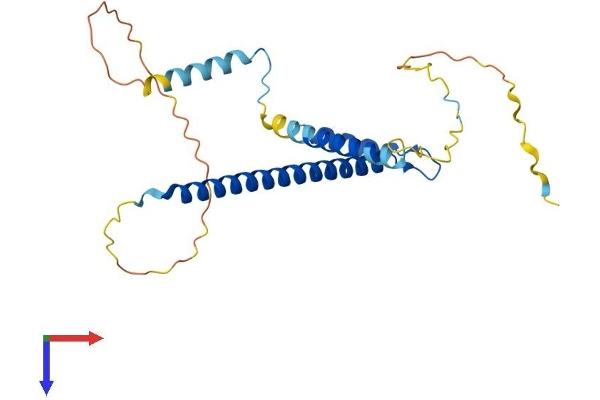 CCDC59 Protein (AA 1-241) (His tag)