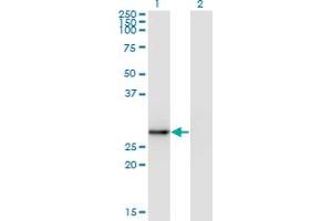 Western Blotting (WB) image for anti-Exosome Component 5 (EXOSC5) (AA 1-101) antibody (ABIN961177) (EXOSC5 Antikörper  (AA 1-101))