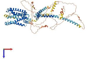 KCNQ4 Protein (AA 1-696) (His tag)
