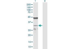 Western Blot analysis of WDR61 expression in transfected 293T cell line by WDR61 MaxPab polyclonal antibody. (WDR61 Antikörper  (AA 1-305))