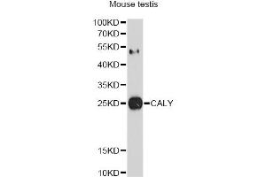 Western blot analysis of extracts of mouse testis, using CALY antibody (ABIN4903113) at 1:1000 dilution. (CALY Antikörper)
