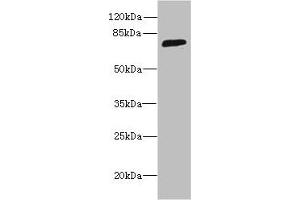 Western blot All lanes: SORBS3 antibody at 8 μg/mL + HepG2 whole cell lysate Secondary Goat polyclonal to rabbit IgG at 1/10000 dilution Predicted band size: 76, 37 kDa Observed band size: 76 kDa (Vinexin Antikörper  (AA 1-329))