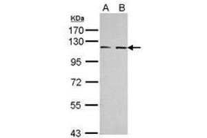 Image no. 2 for anti-EPH Receptor A3 (EPHA3) (AA 38-375) antibody (ABIN1498036) (EPH Receptor A3 Antikörper  (AA 38-375))