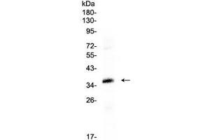 Western blot testing of human HepG2 cell lysate with CRX antibody at 0. (CRX Antikörper  (AA 265-299))